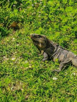 Huge Iguana gecko animal on grass at the ancient Tulum ruins Mayan site with temple ruins pyramids and artifacts in the tropical natural jungle forest palm and seascape panorama view in Tulum Mexico.