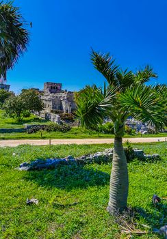 Ancient Tulum ruins Mayan site with temple ruins pyramids and artifacts in the tropical natural jungle forest palm and seascape panorama view in Tulum Mexico.