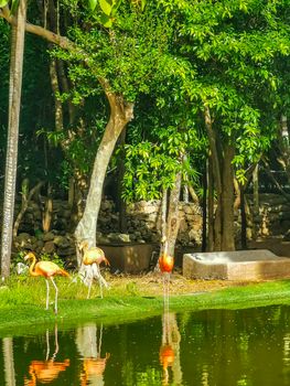 Pink flamingos in pond lake in luxury resort in Quintana Roo Mexico.