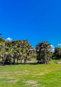 Ancient Tulum ruins Mayan site with temple ruins pyramids and artifacts in the tropical natural jungle forest palm and seascape panorama view in Tulum Mexico.