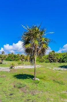 Ancient Tulum ruins Mayan site with temple ruins pyramids and artifacts in the tropical natural jungle forest palm and seascape panorama view in Tulum Mexico.