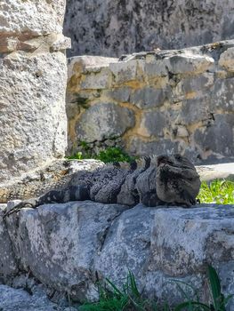 Huge Iguana gecko animal on rocks at the ancient Tulum ruins Mayan site with temple ruins pyramids and artifacts in the tropical natural jungle forest palm and seascape panorama view in Tulum Mexico.