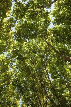 Background of green foliages in the park