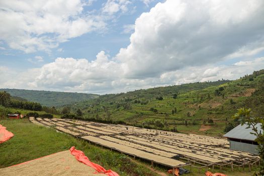 Lot of drying racks on the plantation in Africa region