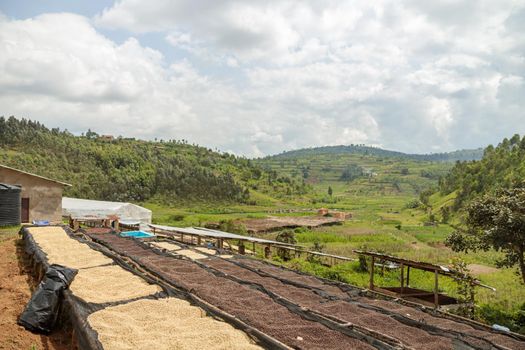 Wooden tables for drying coffee beans at hillside at Africa region. Rwanda