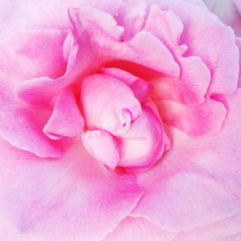 Petals of a delicate pink rose close-up in full screen