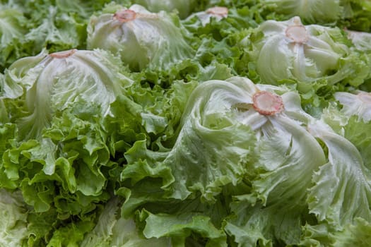 Green lettuces on the stall of a vegetable market