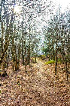 Beautiful natural forest and agricultural moor landscape panorama in the winter in Lower Saxony Germany.