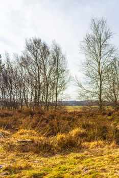 Beautiful natural forest and agricultural moor landscape panorama in the winter in Lower Saxony Germany.