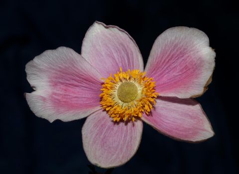 Pink flower blossom close up botanical background anemone tomentosa family ranunculaceae high quality big size prints