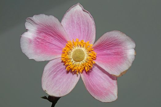 Pink flower blossom close up botanical background anemone tomentosa family ranunculaceae high quality big size prints