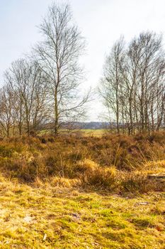 Beautiful natural forest and agricultural moor landscape panorama in the winter in Lower Saxony Germany.