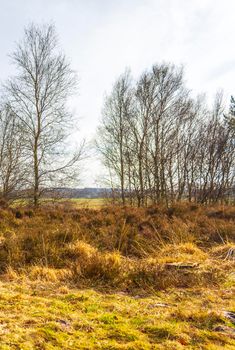 Beautiful natural forest and agricultural moor landscape panorama in the winter in Lower Saxony Germany.