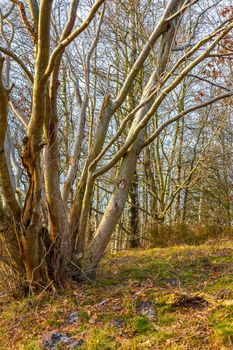 Beautiful natural forest and agricultural moor landscape panorama in the winter in Lower Saxony Germany.