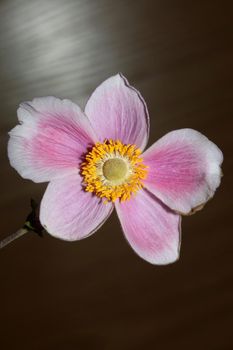 Pink flower blossom close up botanical background anemone tomentosa family ranunculaceae high quality big size prints