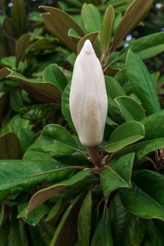 A huge bud of white magnolia on a branch surrounded by green leaves close up