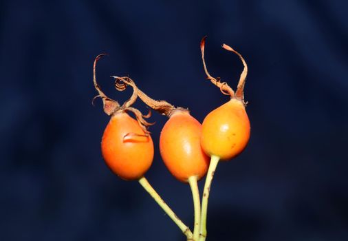 Red wild fruits close up background rosa rubiginosa family rosaceae high quality big size botanical prints