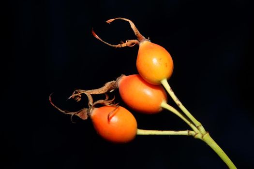 Red wild fruits close up background rosa rubiginosa family rosaceae high quality big size botanical prints