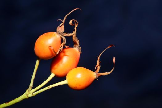 Red wild fruits close up background rosa rubiginosa family rosaceae high quality big size botanical prints