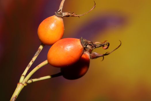 Red wild fruits close up background rosa rubiginosa family rosaceae high quality big size botanical prints