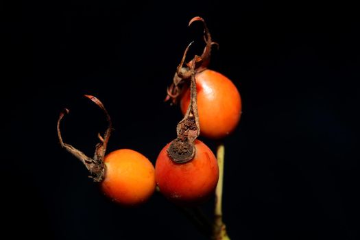 Red wild fruits close up background rosa rubiginosa family rosaceae high quality big size botanical prints