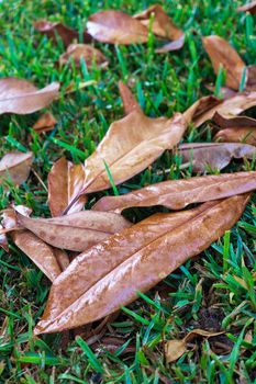 Dry leaves with dew drops on the green grass natural background close up