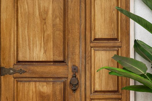 Background - a beautiful wooden door lose up and a plant nearby