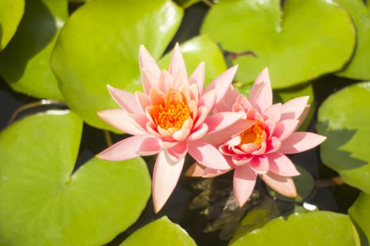 A beautiful pair of water lilies on green leaves blurred by the lens. Nymphaea or water lily is a well-known herbaceous perennial plant found in various of the world.