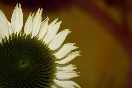 Flower blossom close up botanical background echinacea purpurea family compositae high quality big size prints