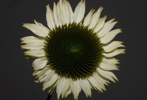 Flower blossom close up botanical background echinacea purpurea family compositae high quality big size prints