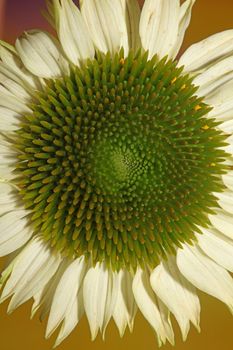 Flower blossom close up botanical background echinacea purpurea family compositae high quality big size prints