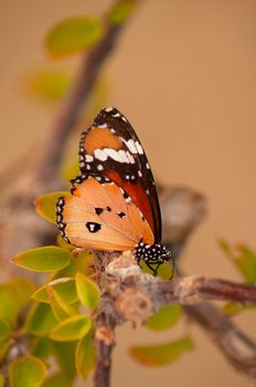 bright orange butterfly sits on a branch on a yellow background nature, insects in nature collect nectar. High quality photo