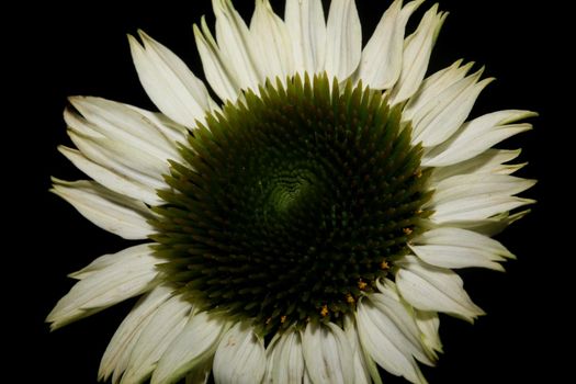 Flower blossom close up botanical background echinacea purpurea family compositae high quality big size prints