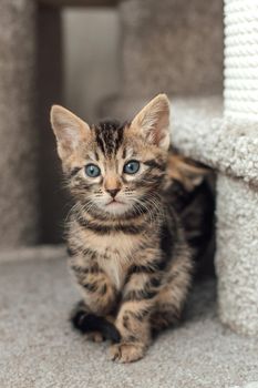 Young cute bengal kitten sitting on a soft cat's shelf of a cat's house indoors.