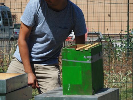 Beekeeper working with bees and beehives on the apiary. Beekeeping concept. Beekeeper harvesting honey Beekeeper on apiary.