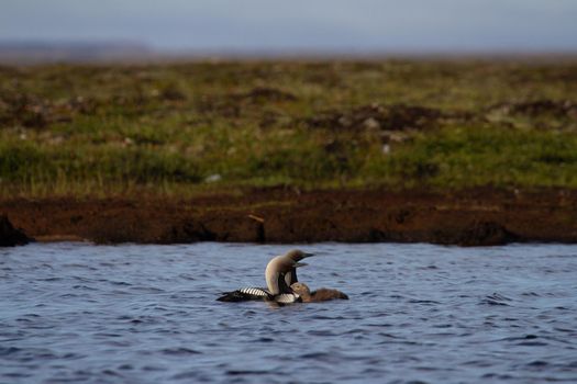 Two adult Pacific Loon or Pacific Diver and juvenile swimming around in an arctic lake with willows in the background, Arviat Nunavut