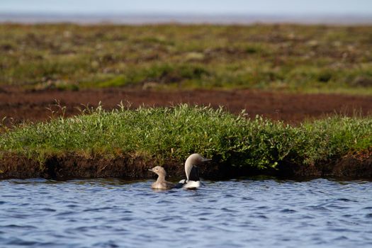 Adult Pacific Loon or Pacific Diver and juvenile swimming around in an arctic lake with willows in the background, Arviat Nunavut