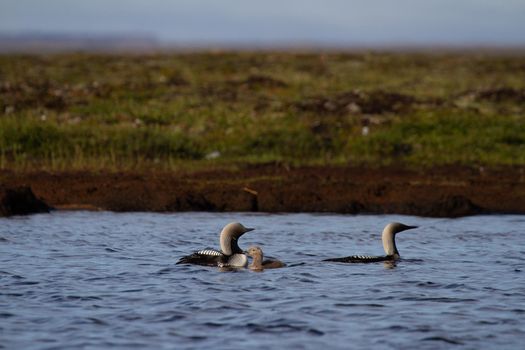 Two adult Pacific Loon or Pacific Diver and juvenile swimming around in an arctic lake with willows in the background, Arviat Nunavut