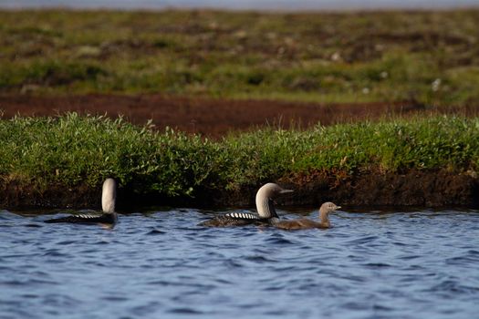 Two adult Pacific Loon or Pacific Diver and juvenile swimming around in an arctic lake with willows in the background, Arviat Nunavut