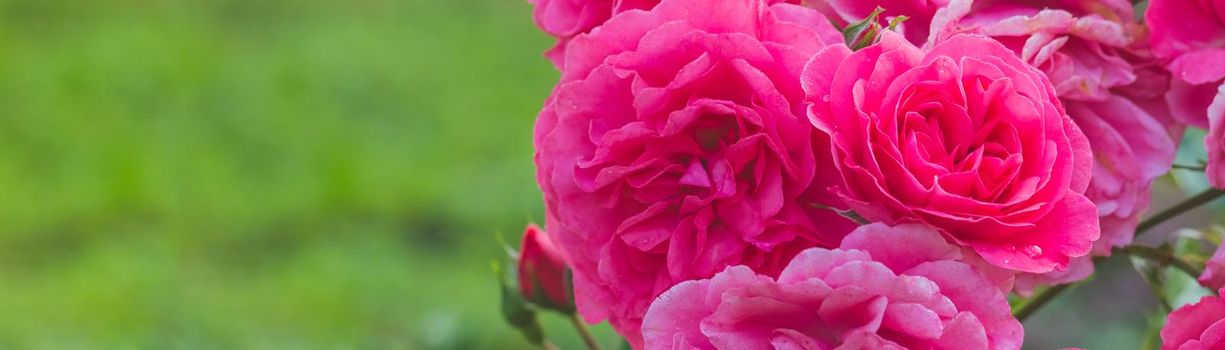 close up color picture of pink roses with the name: Leonardo da Vinci with blurred background