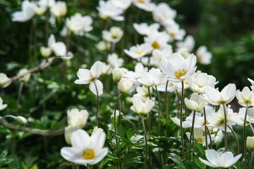 Anemonoid flowers are white, domestic. Beautiful white flowers in the garden.