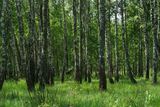 Dense birch forest. Green forest with young birch. Spring forest.