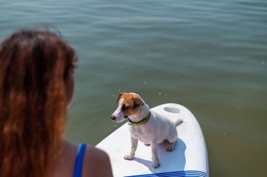 Rear view of a red-haired woman riding a stand-up paddle board with her dog. Portrait of a jack russell terrier surfing with its owner. Summer water sports