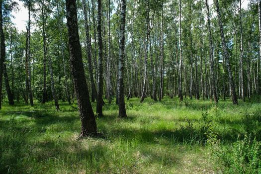 Dense birch forest. Green forest with young birch. Spring forest.