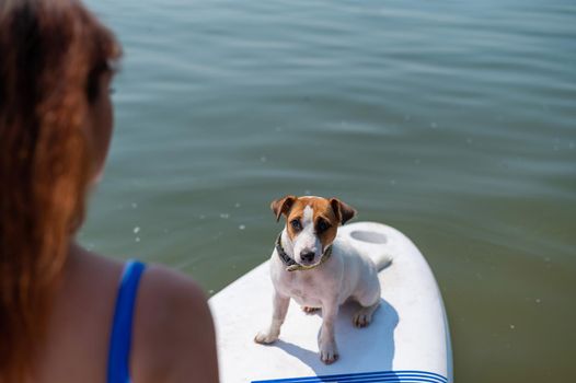 Rear view of a red-haired woman riding a stand-up paddle board with her dog. Portrait of a jack russell terrier surfing with its owner. Summer water sports