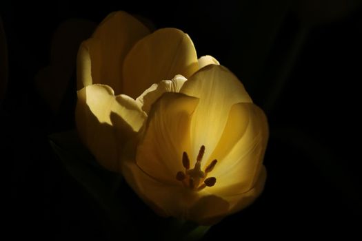 Close-up of yellow blooming tulips on a black background