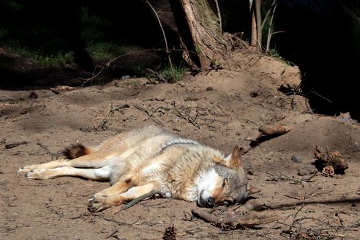 The wolf lies on the sand in the sun in the forest. Hot weather. Animals suffer from intense and great heat