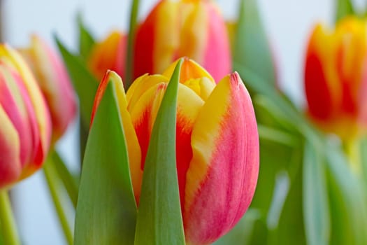 View of a blooming bouquet of fresh tulips in a vase