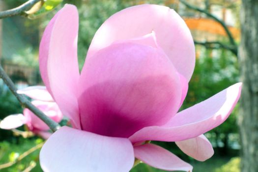 Blooming rhododendron bud in the park in spring. Nature is alive. Everything is blooming in the garden