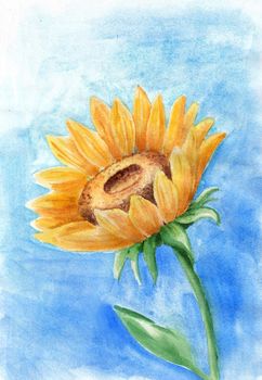 Watercolor drawing of a bright sunflower isolated on a blue background. Hand drawn watercolor illustration